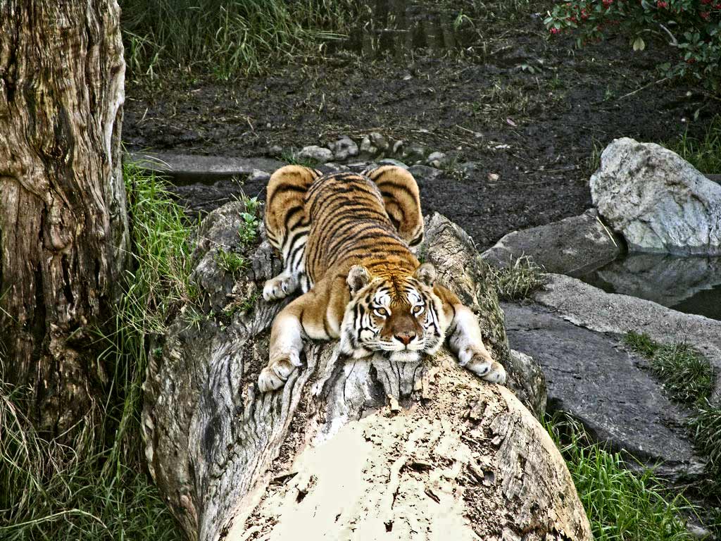 tiger-6xx-jpg
