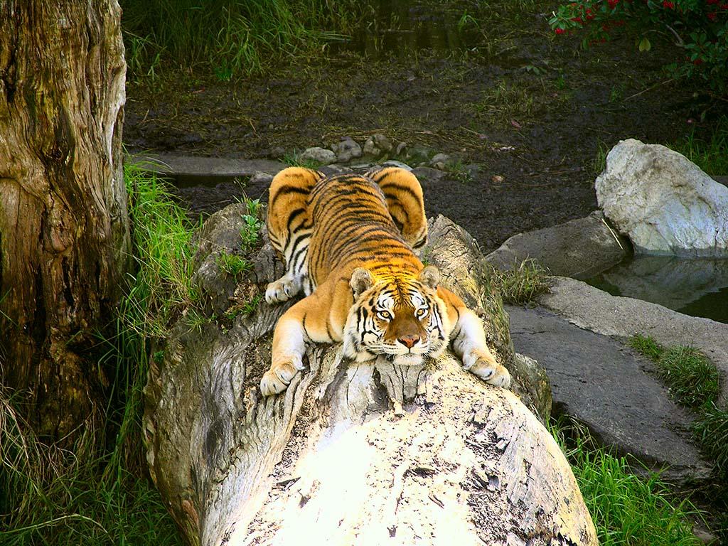 tiger-jjw-jpg