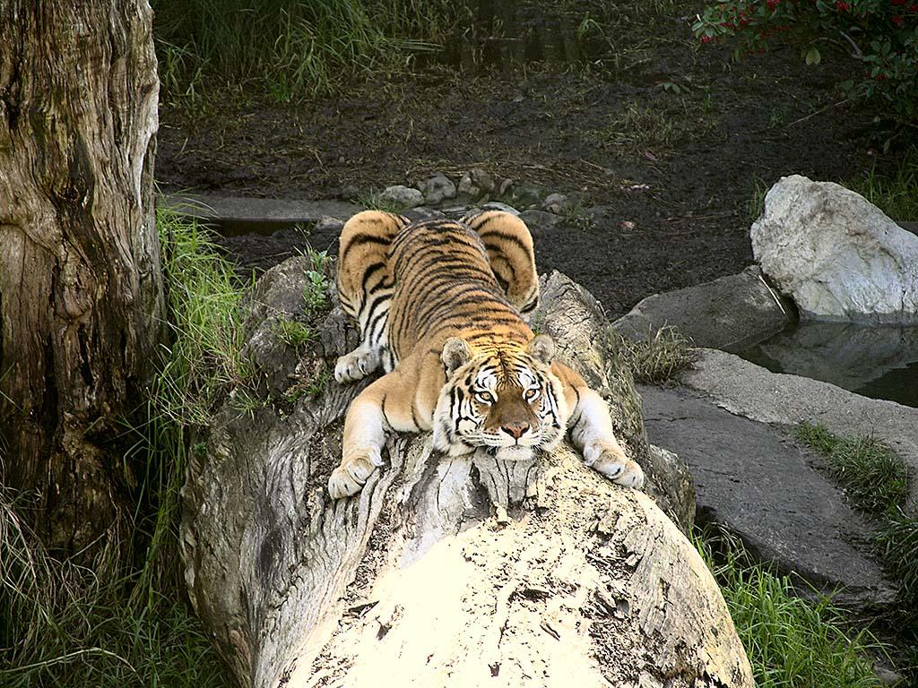 tiger-jjw-jpg-2