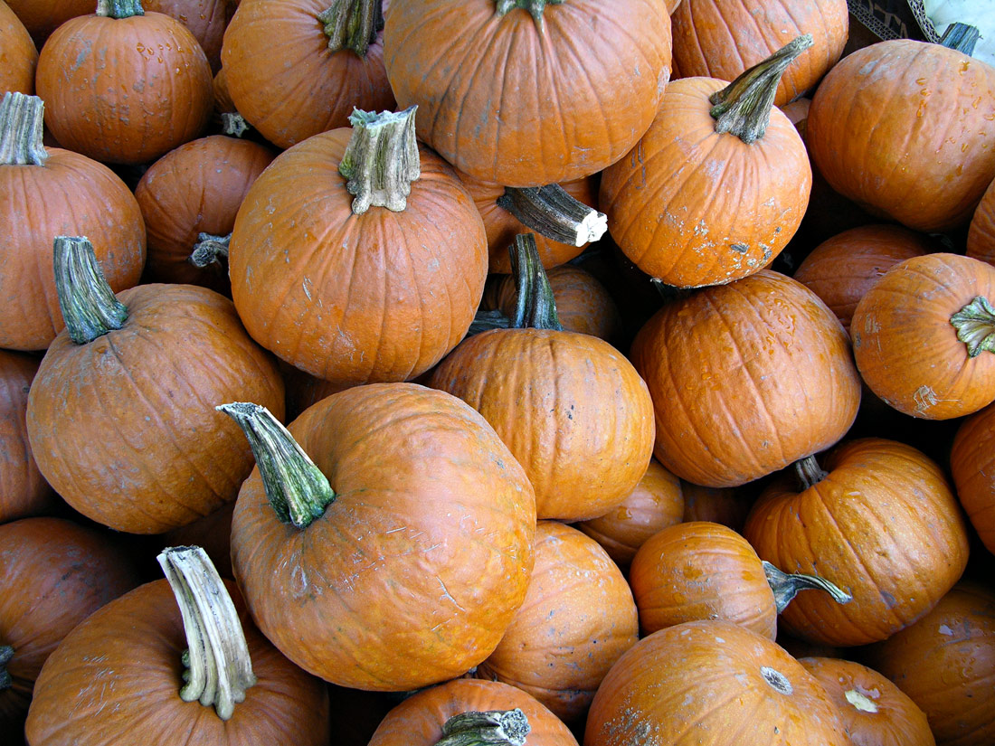 pumpkins5-jpg