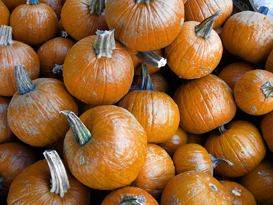 pumpkins3-jpg