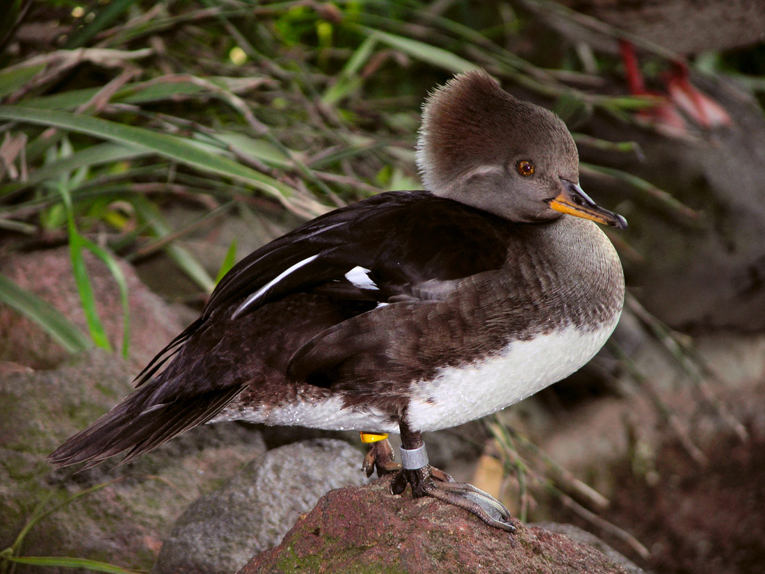 duck-mask-jpg