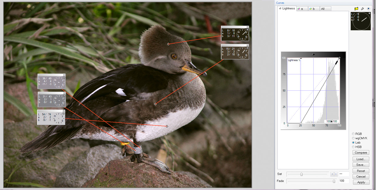 duck-lab-jpg