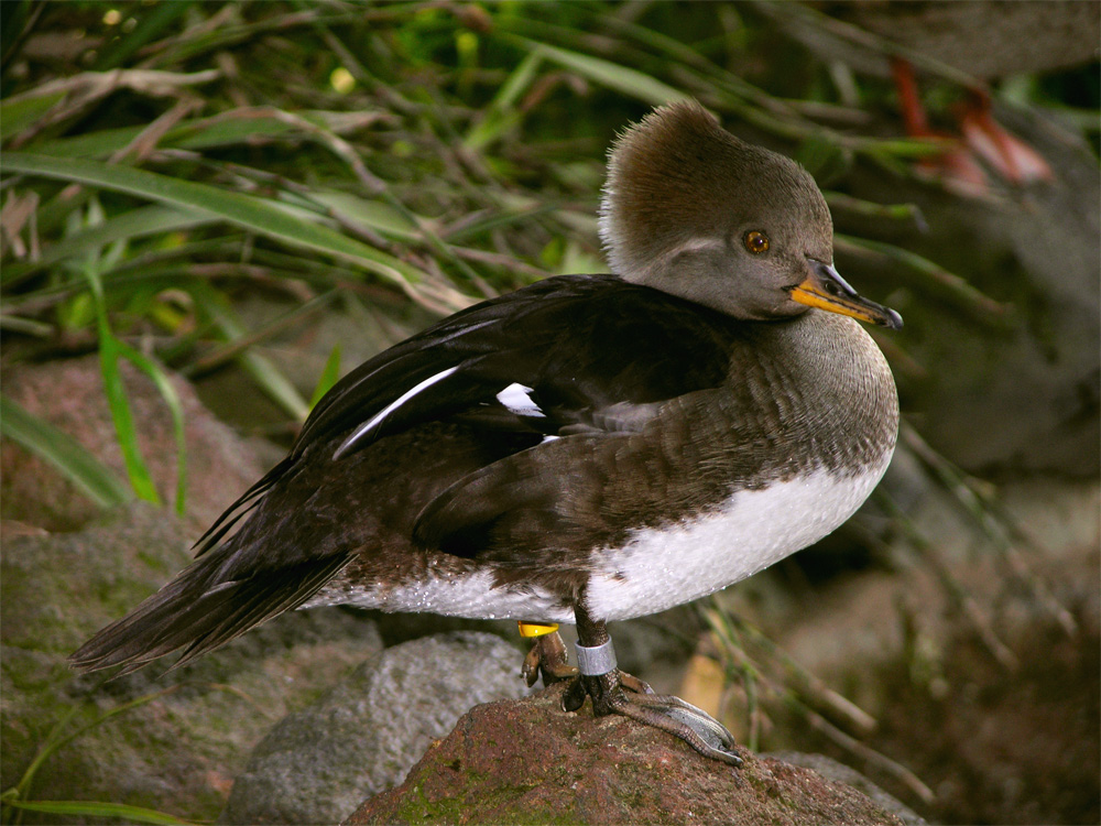 duck2_lab-jpg