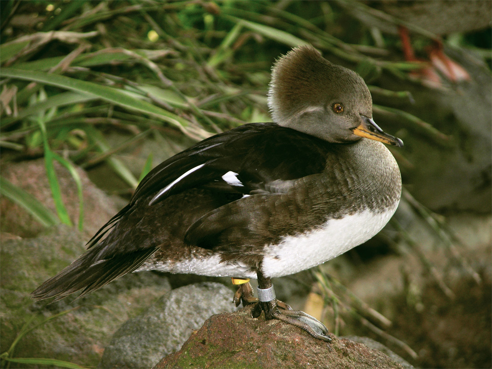 duck_lab-jpg