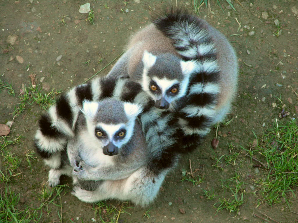 54-lemurs-jpg