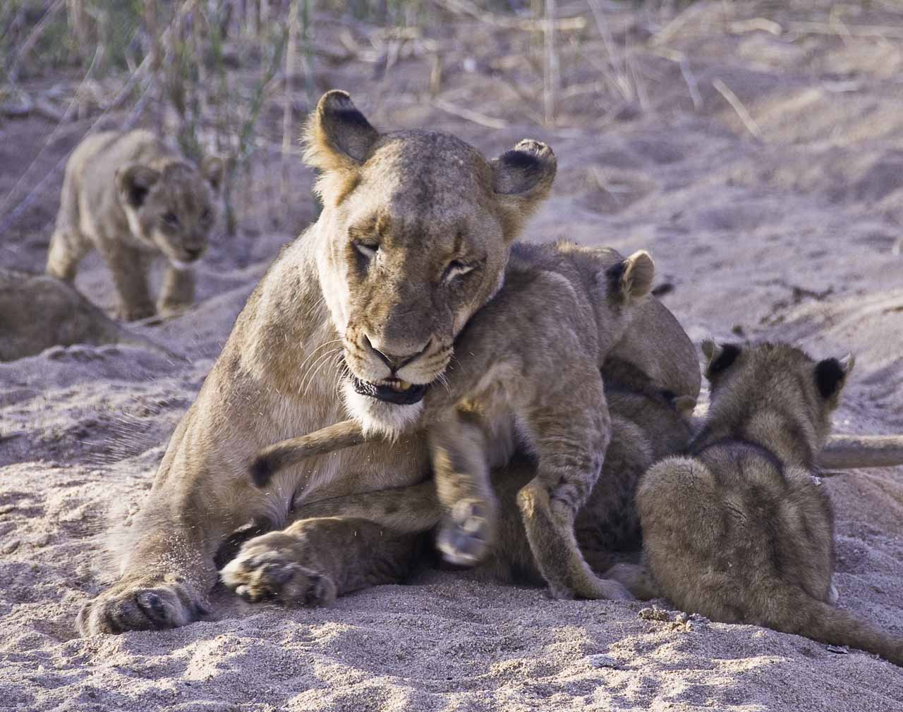 before-lions-safari-card-007-10-jpg