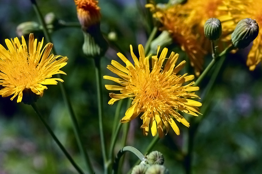 dandelion_lh-jpg