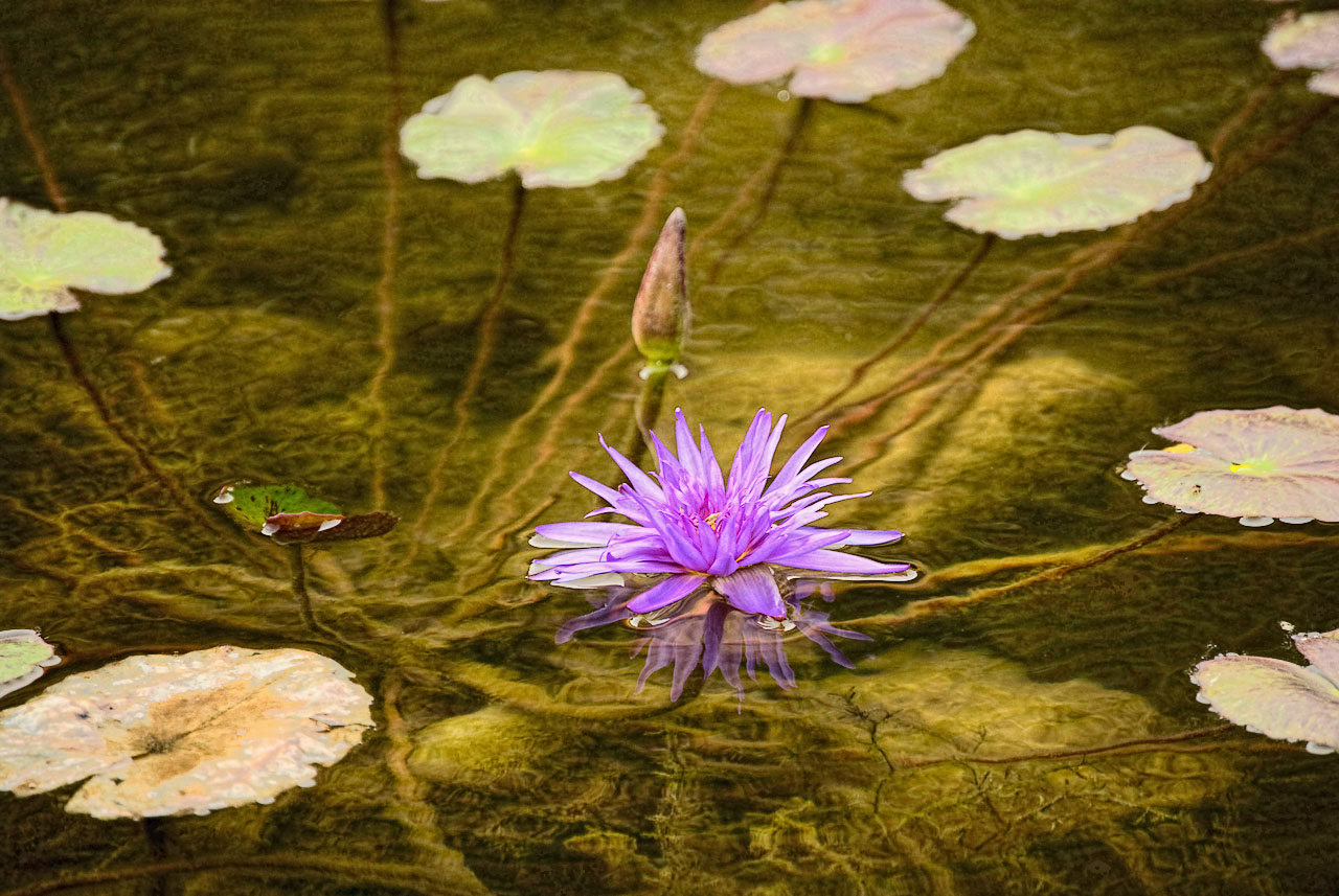 water-lily-jpg