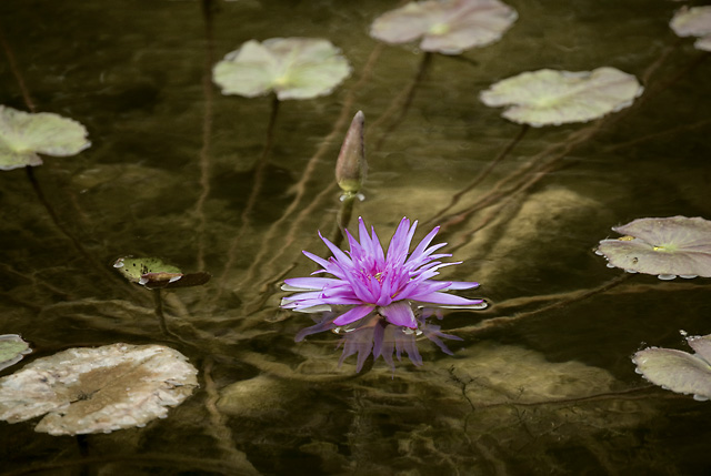 water-lily_lh_4-jpg