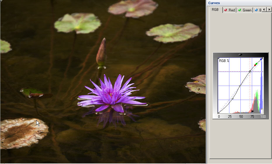 water-lily-screen-shot-jpg