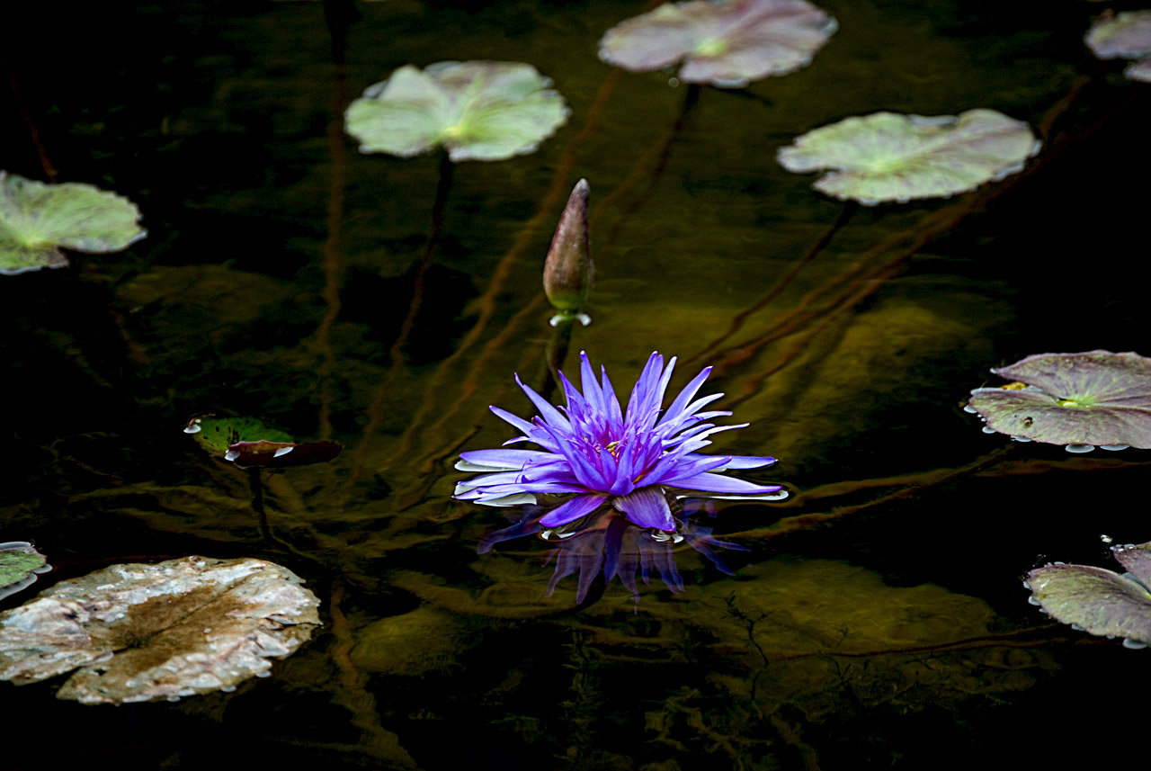 cm101-session-1-water-lily-adj1-jpg