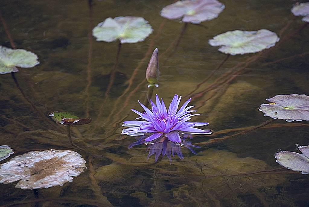 water-lily-copy-2-jpg