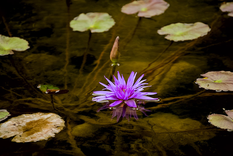 water-lily-b-jpg