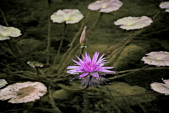 water-lily_lh_2-jpg