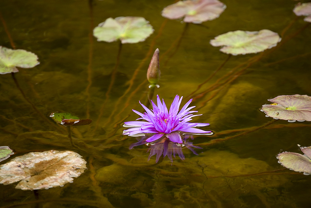 water-lily-copy-jpg