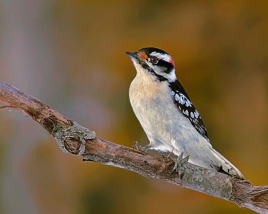 woodpecker1-jpg