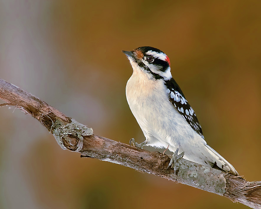 woodpecker-copy-jpg