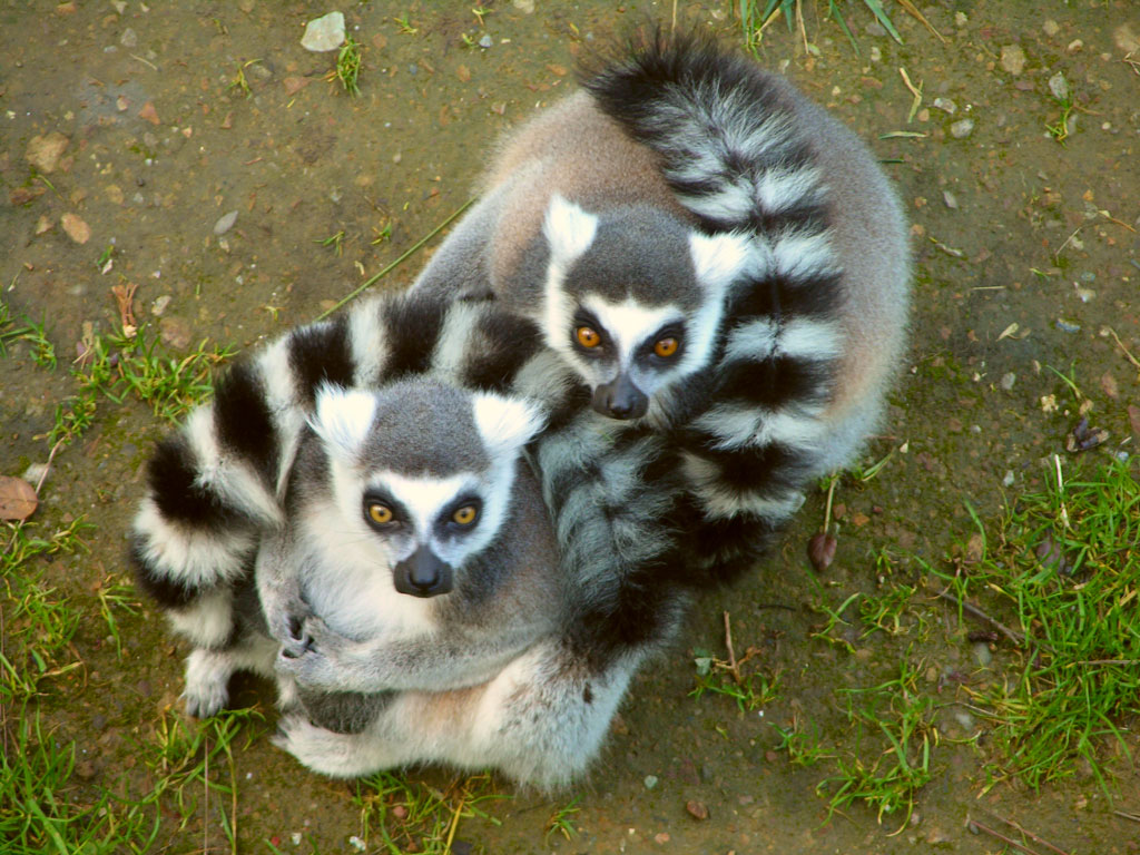 lemursforweb-jpg