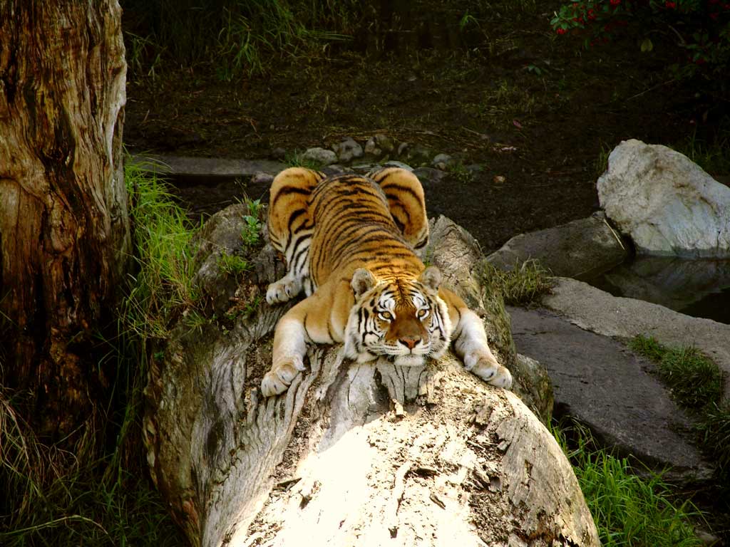 tiger-10-27-web-jpg