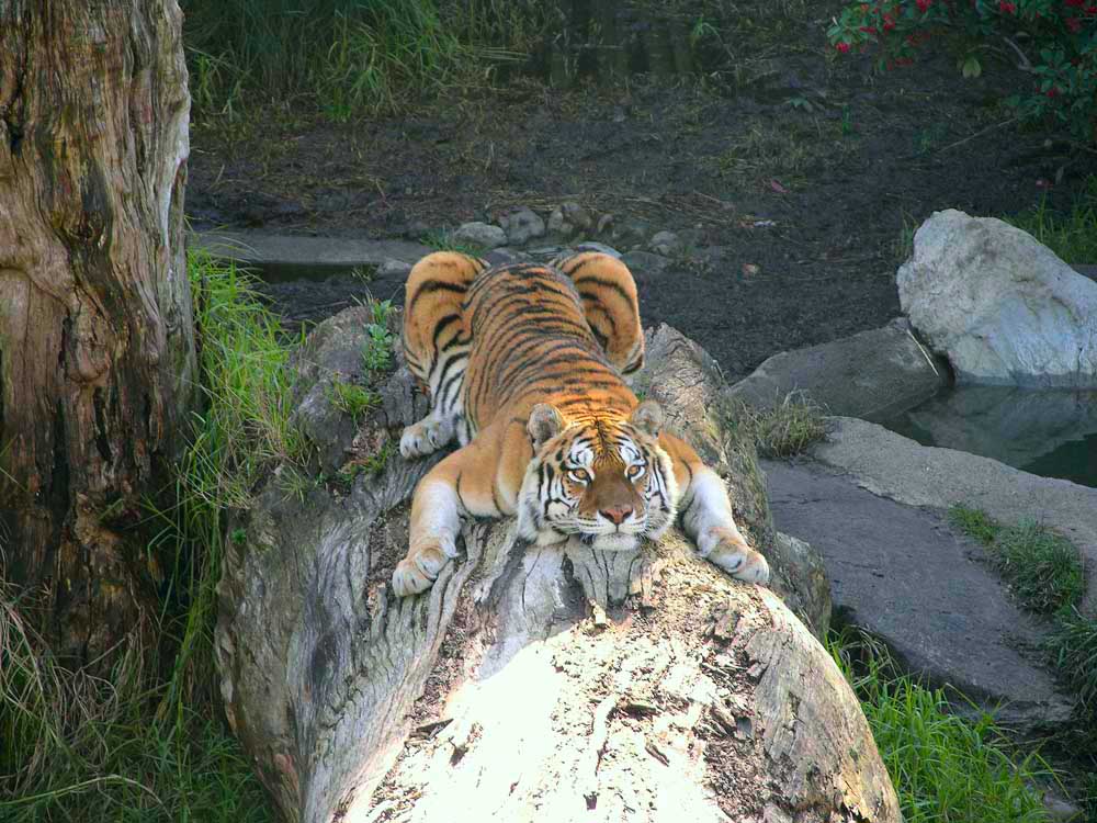 tiger-jpg-3