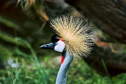 crestedcrane_pk-jpg