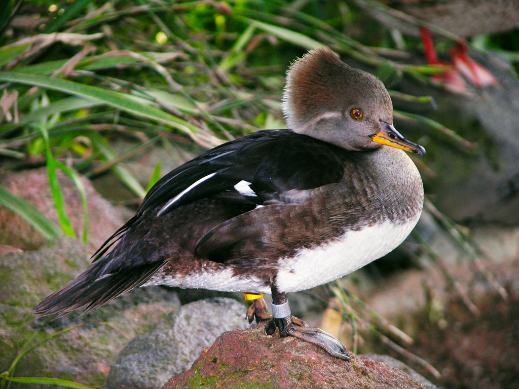 2007-01-23_145313-duck2_edited-4_downsized-jpg