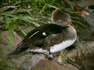 2007-01-23_145313-duck RGB+LAB.jpg