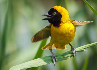 Lesser Masked Weaver.jpg