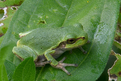 SmallFroggy1.jpg