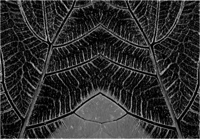 April 202027734298_HDR-B&W.jpg