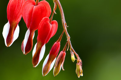 Bleeding Heart1A.jpg