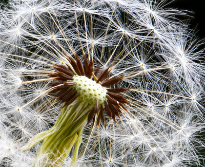 Dandelion3.jpg