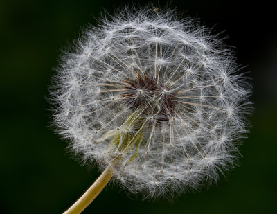 Dandelion1.jpg