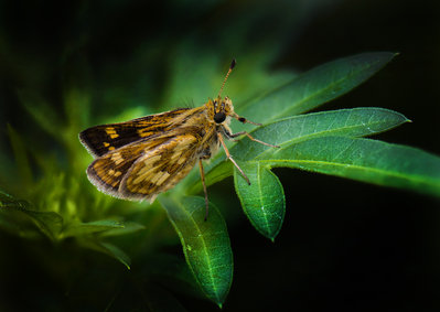 Moth1@0.5x.jpg