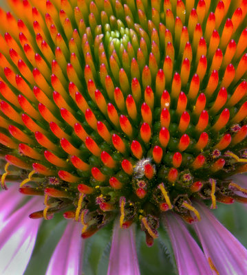 Coneflower@0.5x.jpg