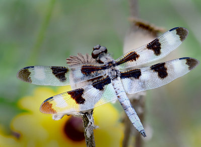 Dragon Fly1.jpg