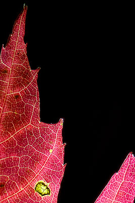 Leaf4@1.5x.jpg