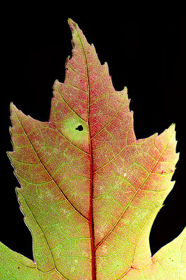 Leaf3.jpg