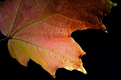 Leaf2@0.5x.jpg