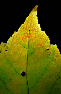 Leaf1.jpg