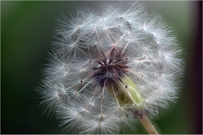 Dandelion1.jpg