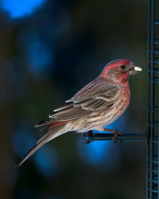 Purple-Finch.jpg