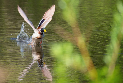 DSC_9194-complete.jpg
