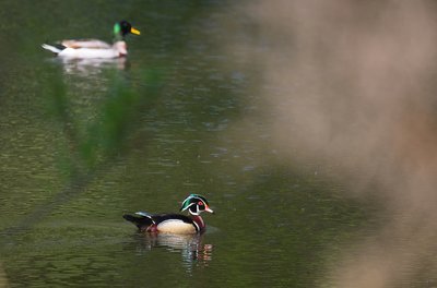 DSC_9235-Complete.jpg