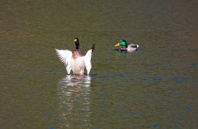 DSC_9231-complete.jpg