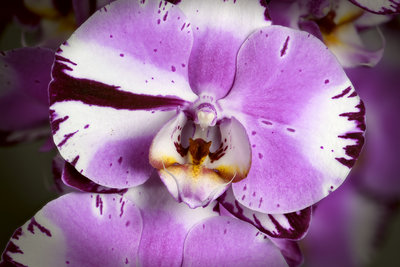 Orchid1_small.jpg